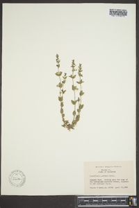 Scutellaria parvula image