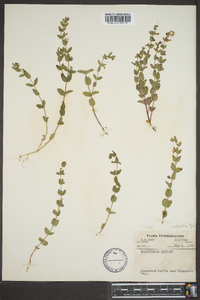 Scutellaria parvula image