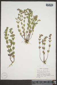 Scutellaria parvula image