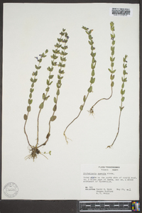 Scutellaria parvula image