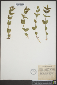 Scutellaria parvula image