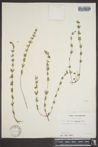 Scutellaria parvula image