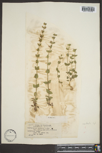 Scutellaria parvula var. australis image