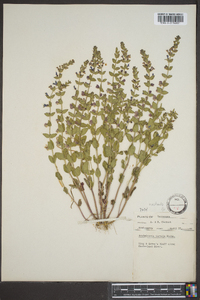 Scutellaria parvula image