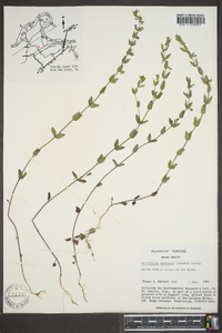 Scutellaria parvula image