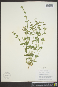 Scutellaria parvula image