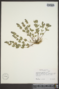 Scutellaria parvula var. australis image