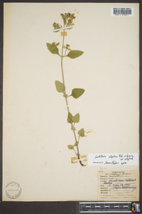 Scutellaria elliptica var. elliptica image