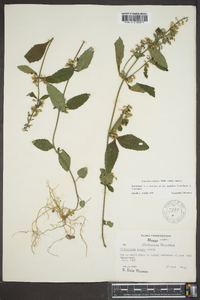 Scutellaria elliptica image