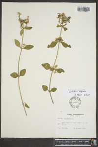 Scutellaria elliptica image