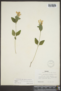 Scutellaria elliptica var. hirsuta image