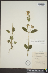 Scutellaria elliptica image