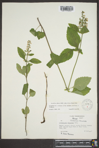 Scutellaria elliptica var. hirsuta image