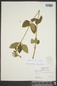 Scutellaria elliptica var. hirsuta image