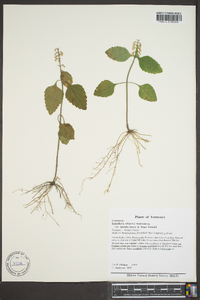 Scutellaria elliptica var. hirsuta image