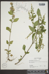 Scutellaria elliptica image