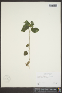 Scutellaria elliptica var. hirsuta image