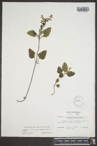 Scutellaria elliptica image