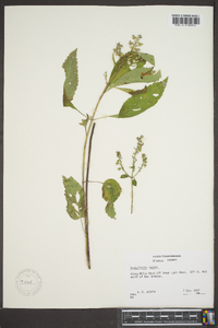 Scutellaria incana image