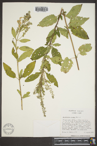 Scutellaria incana image