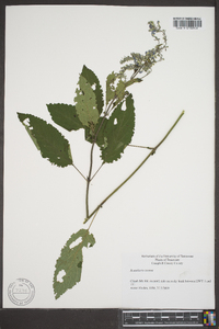 Scutellaria incana image