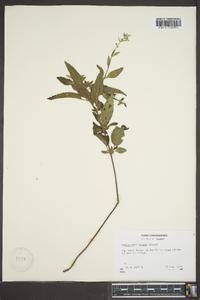 Scutellaria incana image