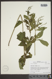 Scutellaria incana image