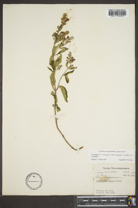 Scutellaria incana image