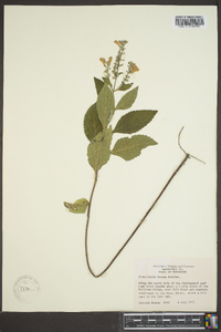 Scutellaria incana image