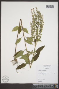 Scutellaria incana image