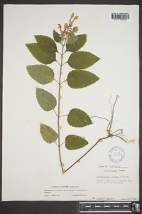 Scutellaria incana image