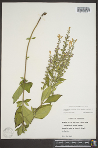 Scutellaria incana image