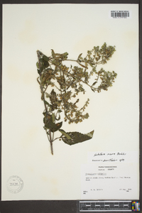 Scutellaria incana image