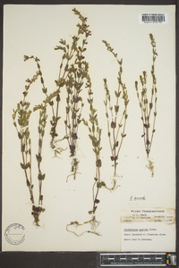 Scutellaria parvula var. leonardii image