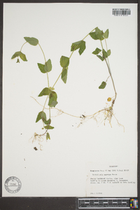 Scutellaria nervosa image