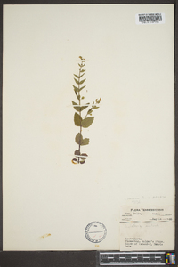 Scutellaria nervosa image