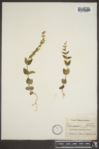 Scutellaria nervosa image