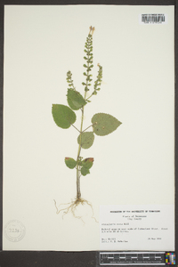 Scutellaria ovata image