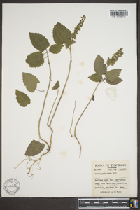 Scutellaria ovata image