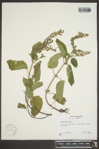 Scutellaria ovata image