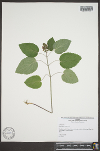 Scutellaria ovata image