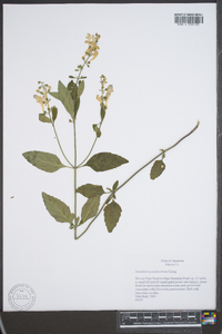 Scutellaria pseudoserrata image