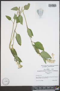 Scutellaria pseudoserrata image