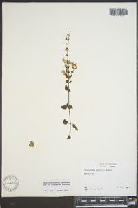 Scutellaria saxatilis image