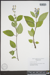 Scutellaria serrata image