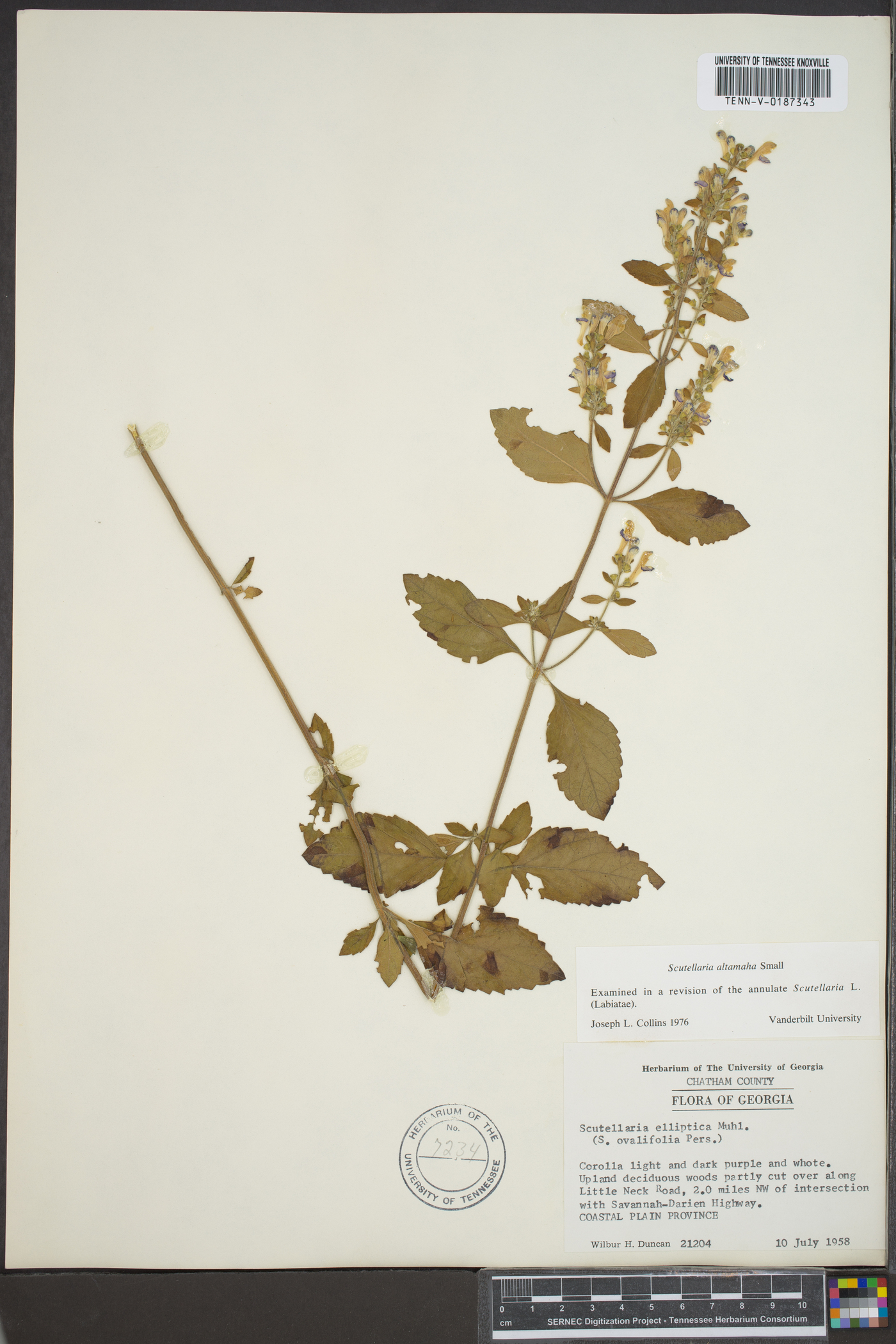 Scutellaria altamaha image