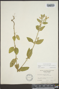 Scutellaria altamaha image