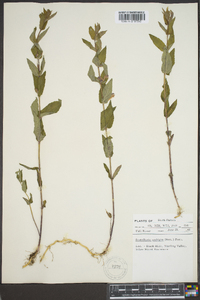 Scutellaria ambigua image