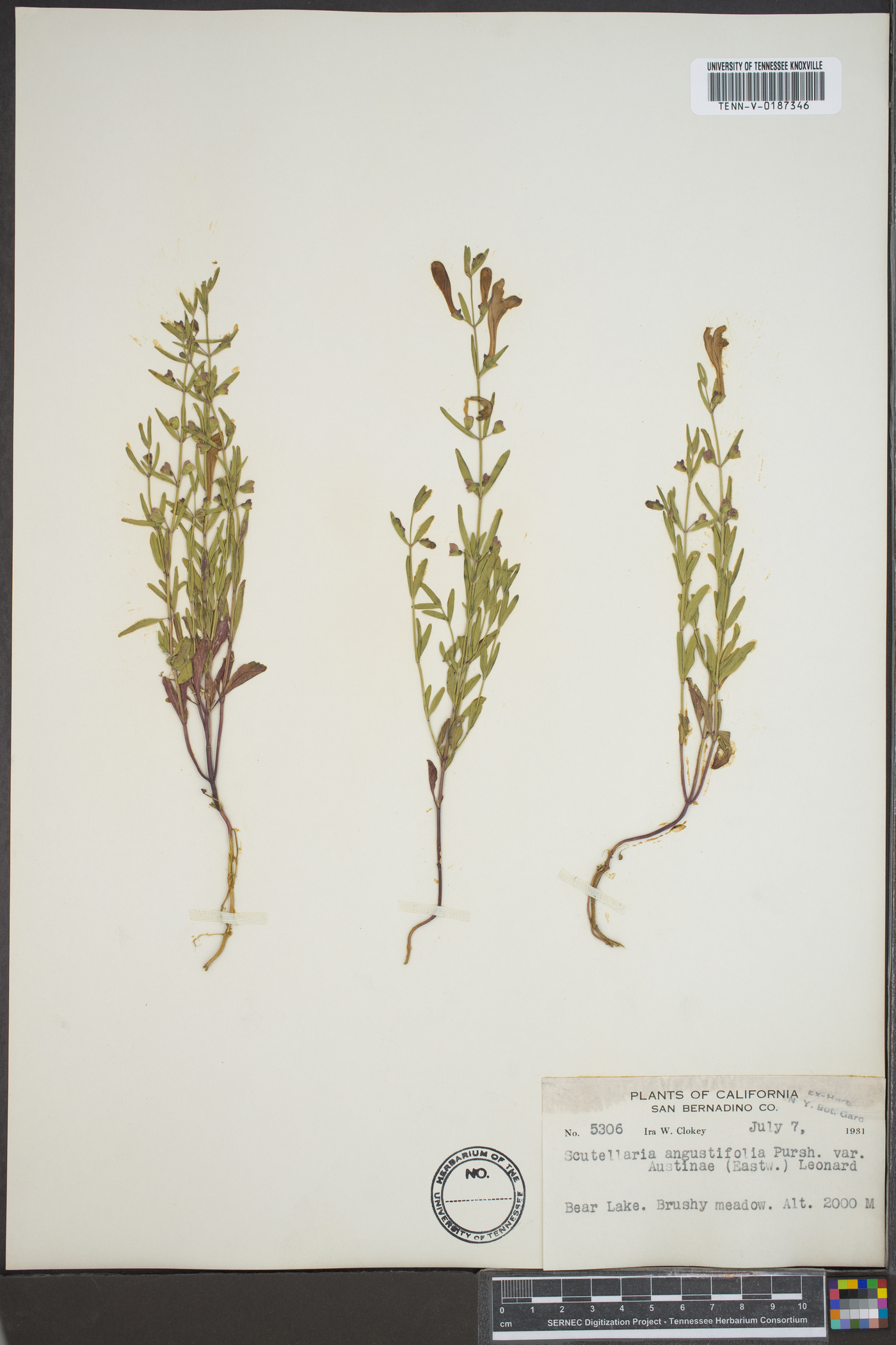 Scutellaria austinae image