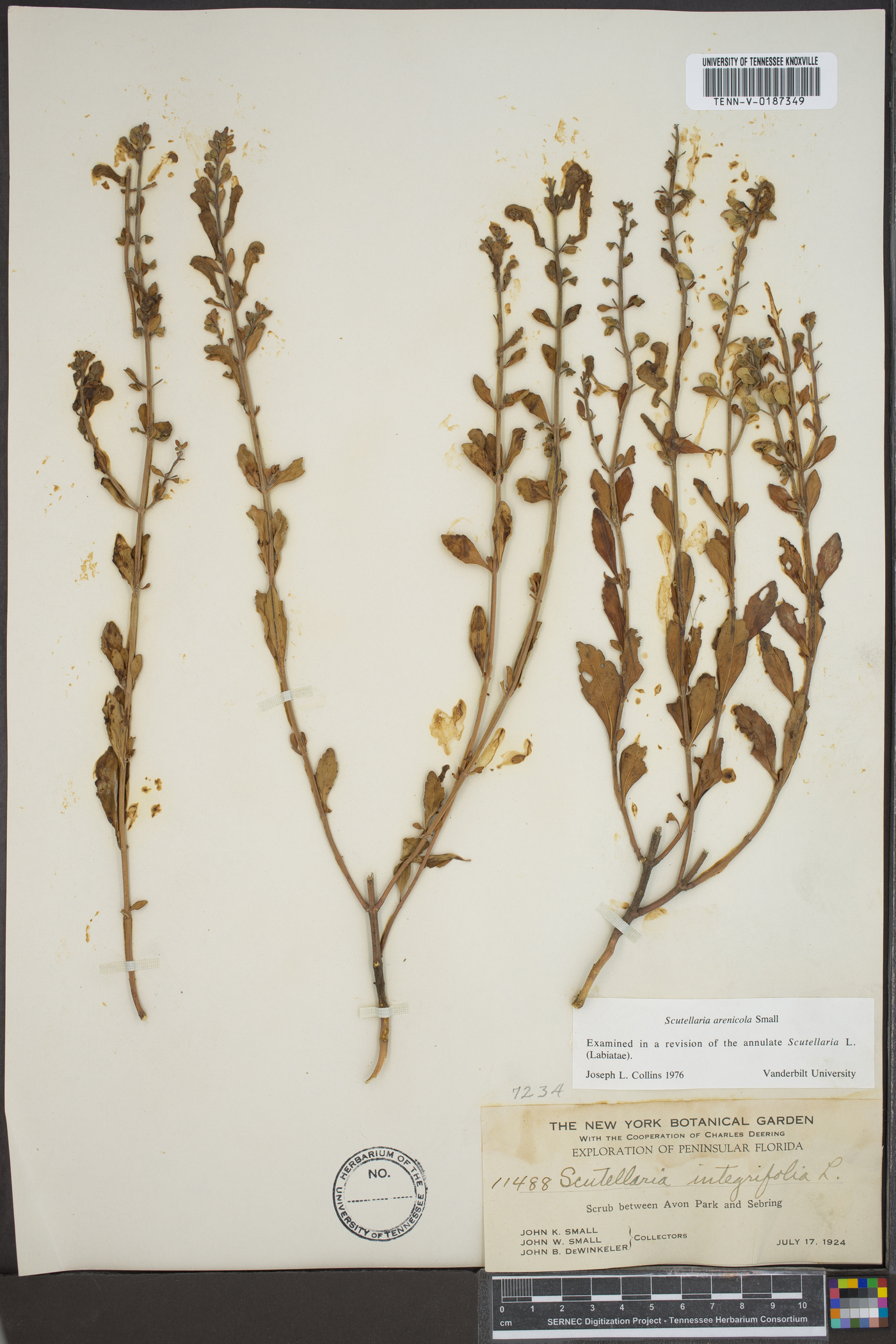 Scutellaria arenicola image